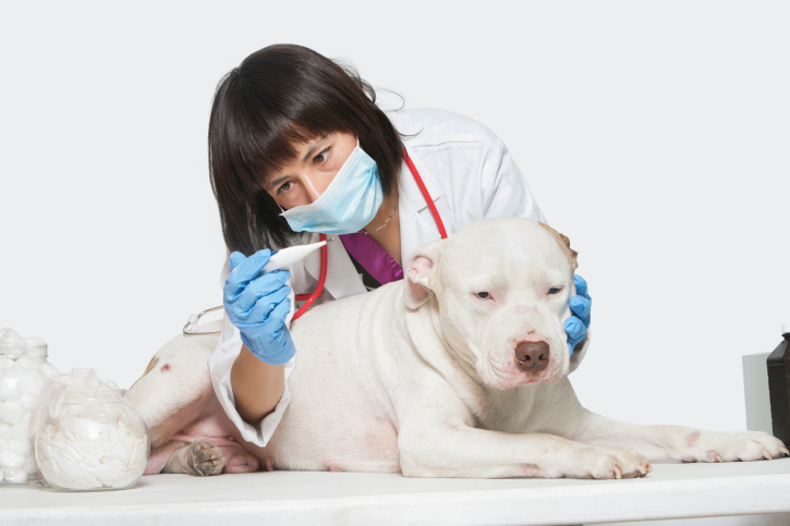image of vet with dog
