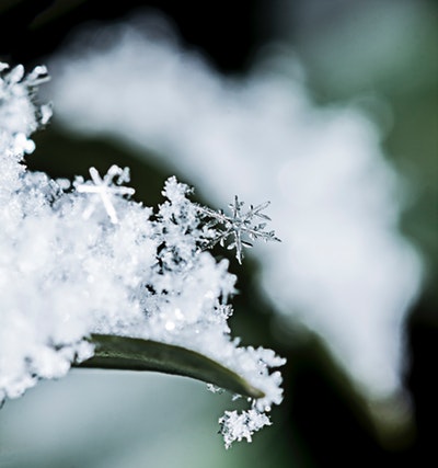 close up of snow on a green leaf